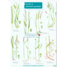 Common Grasses Identification Guide